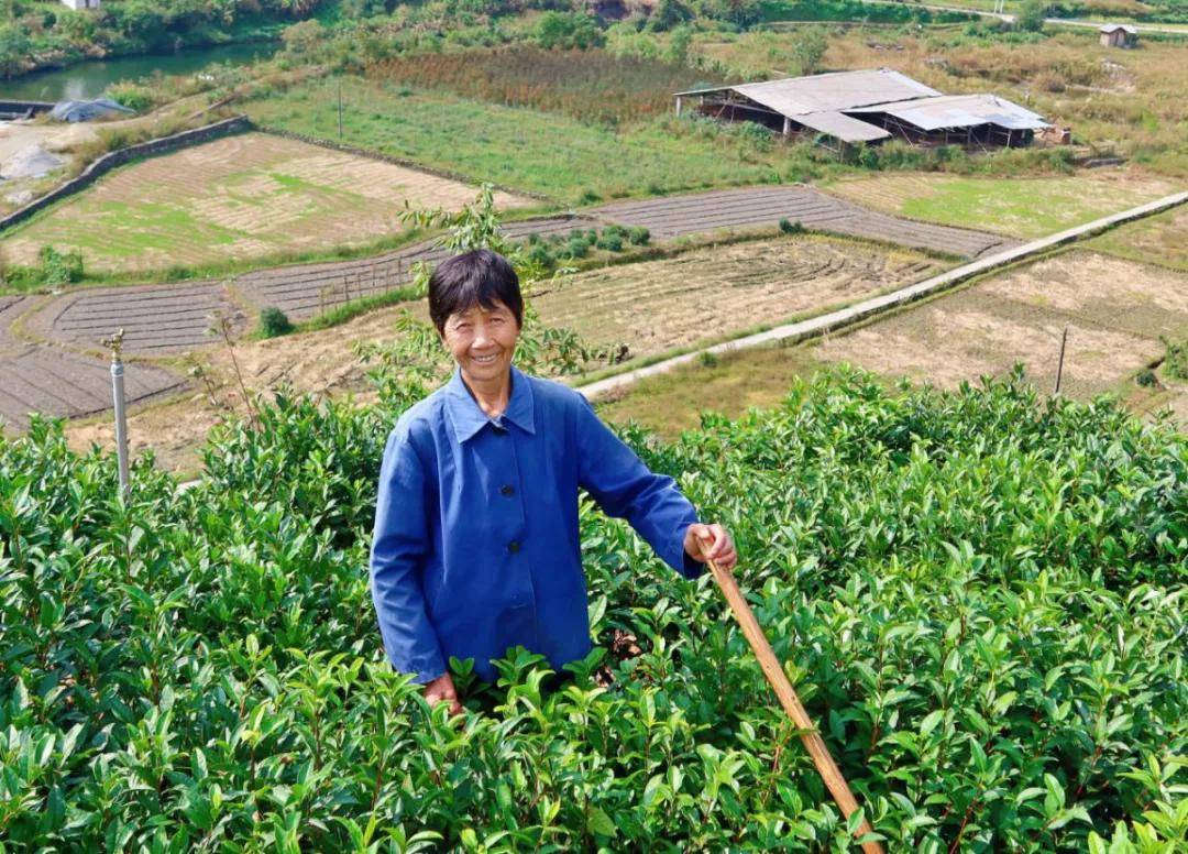 NG体育：数字科技 茶界黑马横空出世——婺源“黎乾升”老茶号的当代复兴(图5)